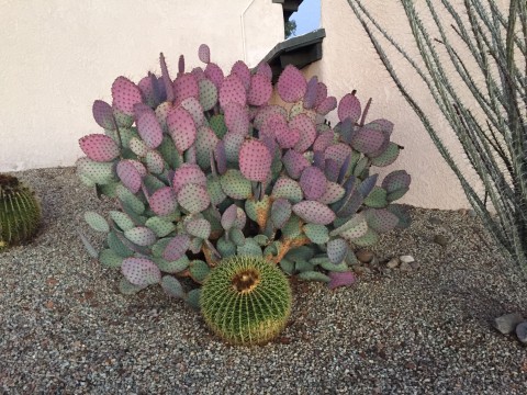 Tucson_cactus